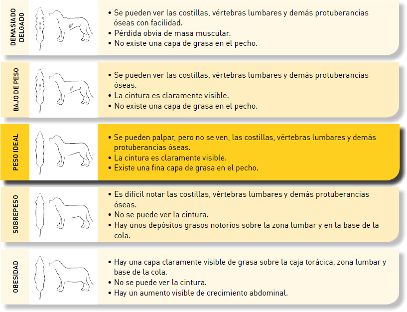 Peso ideal