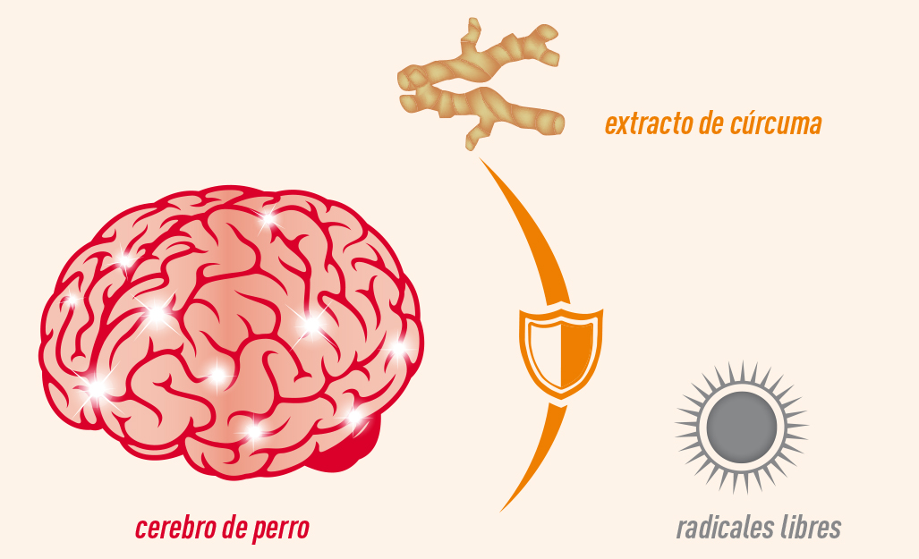 Sistema inmunológico