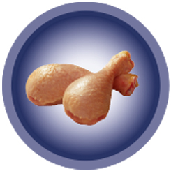 Pollo