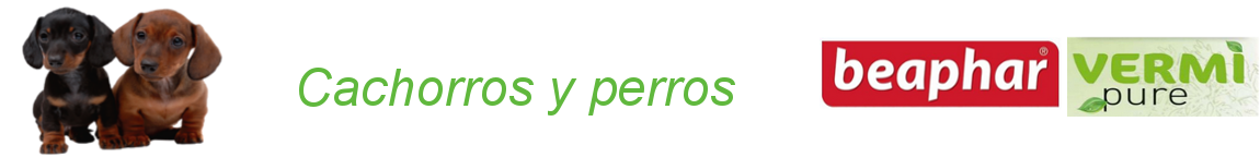 beapharvermipurecabeceracachorroyperro-1