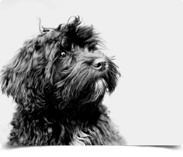 perro3