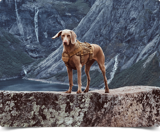 perro1