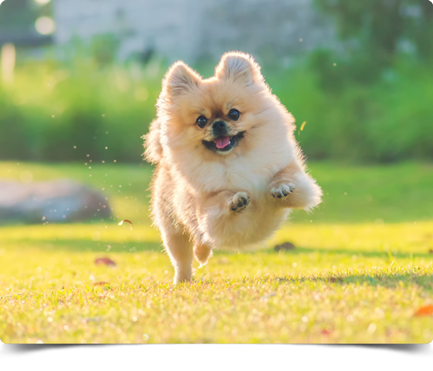 perro3